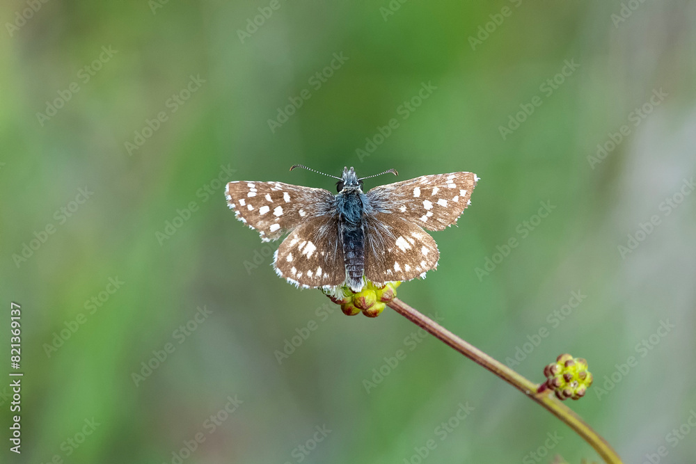 Ebegümeci Zıpzıpı » Pyrgus malvae » Grizzled Skipper Ebegümeci Zıpzıpı » Pyrgus malvae » Grizzled Skipper