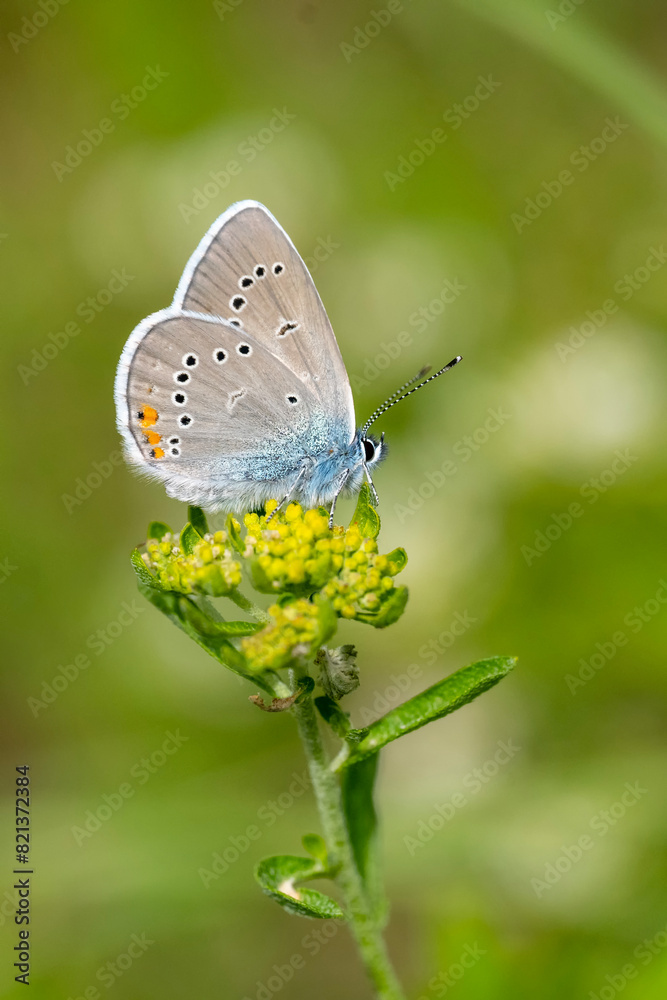 Çokgözlü Güzel Mavi » Polyommatus bellis » Greek Mazarine Blue Çokgözlü Güzel Mavi » Polyommatus bellis » Greek Mazarine Blue