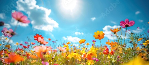 Colorful flowers blanket field under blue skies