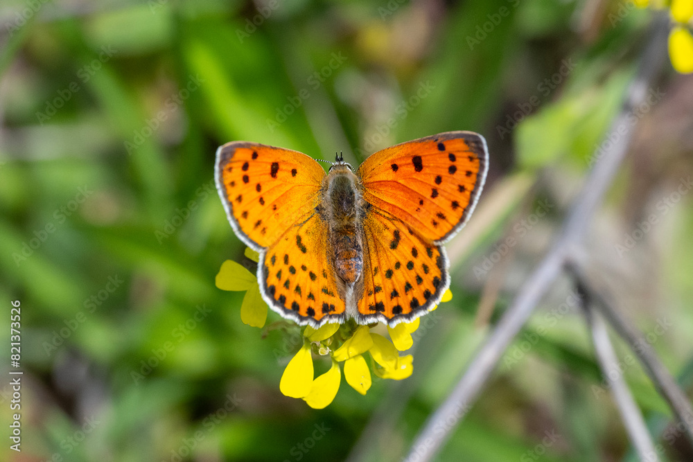 Küçük Ateş » Lycaena thersamon » Lesser Fiery Copper Küçük Ateş » Lycaena thersamon » Lesser Fiery Copper