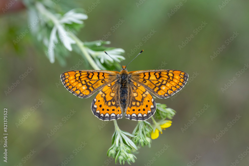 Nazuğum » Euphydryas aurinia » Marsh Fritillary Nazuğum » Euphydryas aurinia » Marsh Fritillary