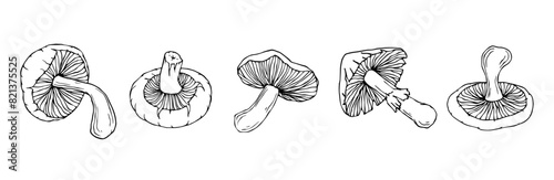 Set of linear sketches doodles of champignon mushrooms.Vector graphics.