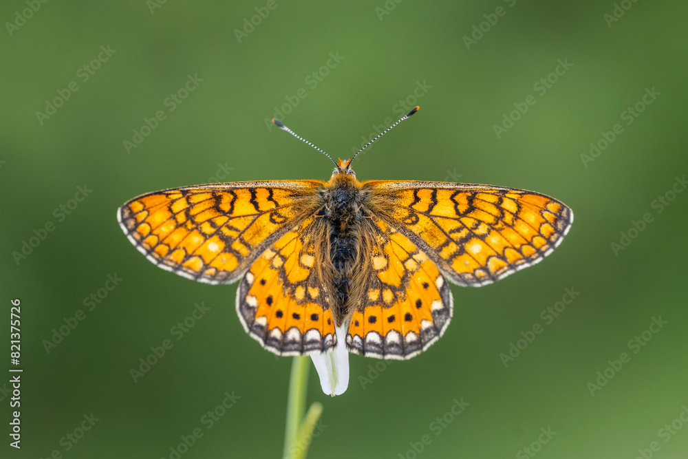 Nazuğum » Euphydryas aurinia » Marsh Fritillary Nazuğum » Euphydryas aurinia » Marsh Fritillary