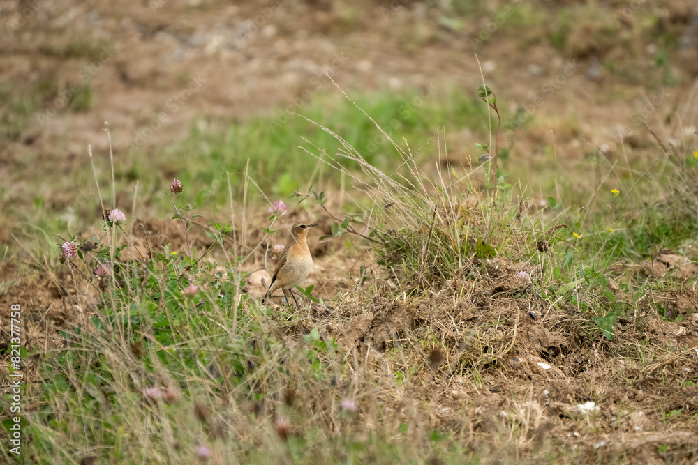 close-up of a Wheatear (Oenanthe oenanthe) searching for food close-up of a Wheatear (Oenanthe oenanthe) searching for food