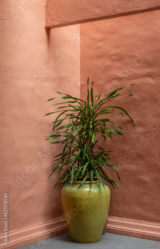 Green Plant in an Olive Toned Pot Against a Pink Wall in Sunlight.