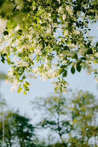 leaves in the sun