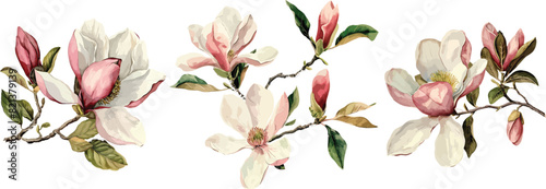 Beautiful watercolor magnolia flower set isolated on white background, old botanical illustration,