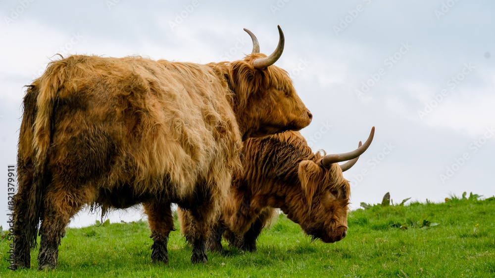 Beautiful Scottish highland cattle with big horns and long red hair in ...