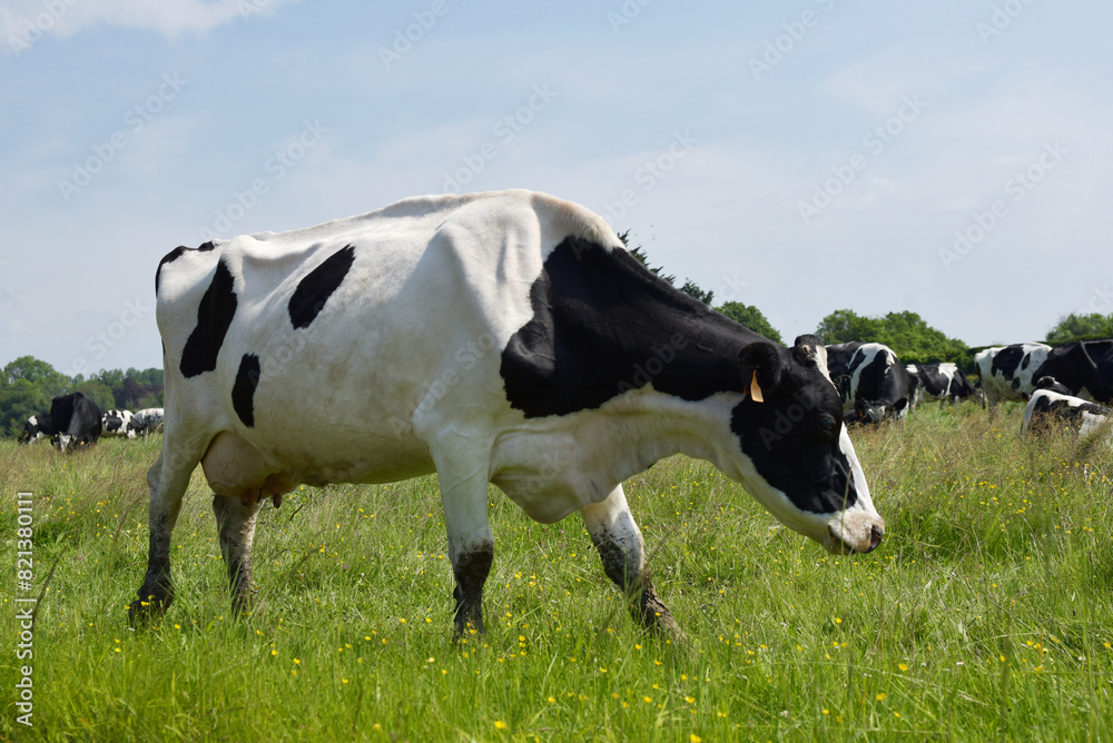 Vaches laitières bretonnes à Saint-Suliac