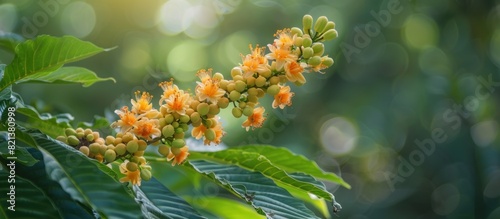 Branch of tamarind tree with orange flowers