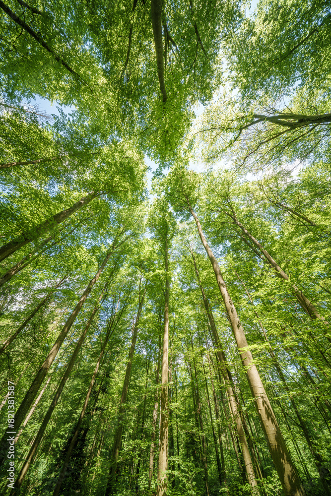 Observing the sun shining through the trees in a lush forest, sustainability Observing the sun shining through the trees in a lush forest, sustainability
