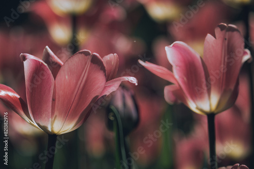 Purple tulip close-up on a violet background
