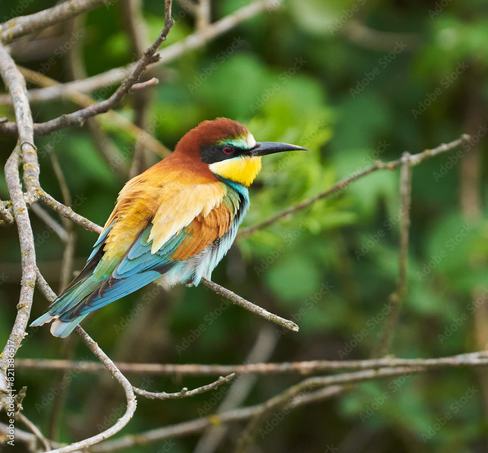 Fototapeta premium Bee-eater bird perched