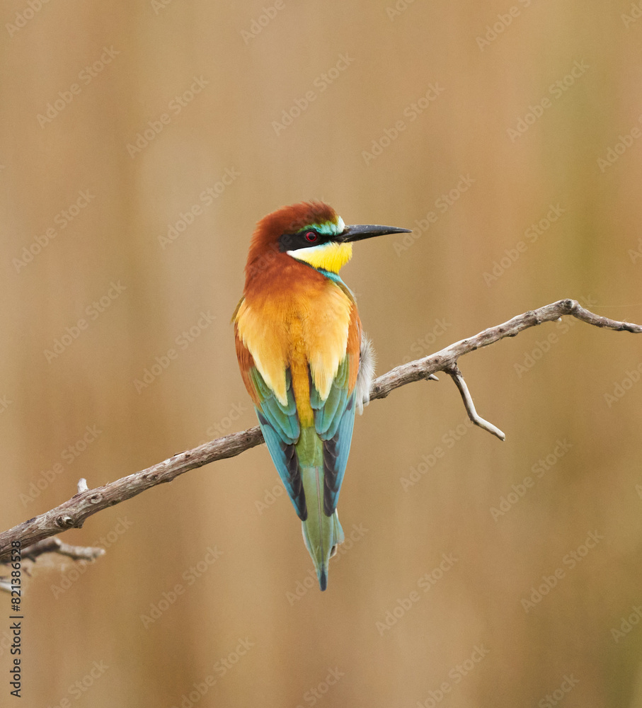 Bee-eater bird perched Bee-eater bird perched