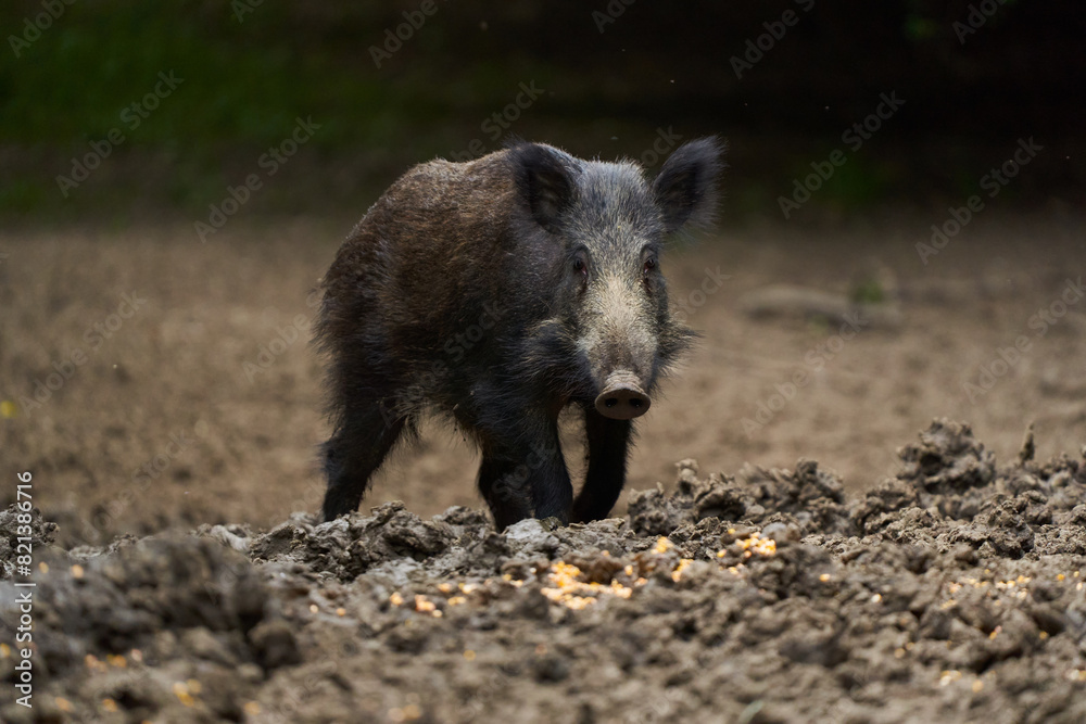 Juvenile wild hog in the forest Juvenile wild hog in the forest