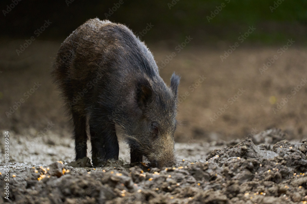 Juvenile wild hog in the forest