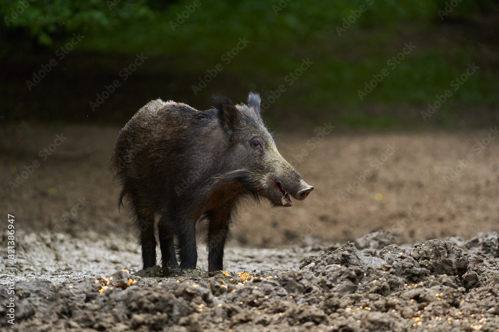Juvenile wild hog in the forest Juvenile wild hog in the forest