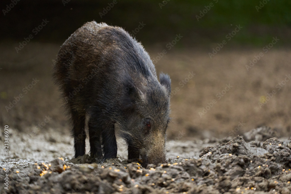 Juvenile wild hog in the forest Juvenile wild hog in the forest
