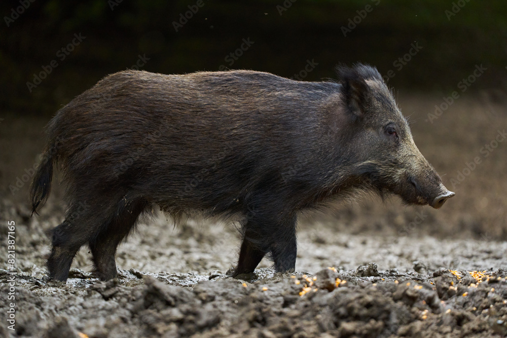 Juvenile wild hog in the forest Juvenile wild hog in the forest