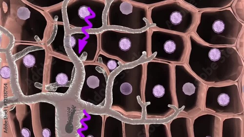 Development of melanosome through melanocytes photo