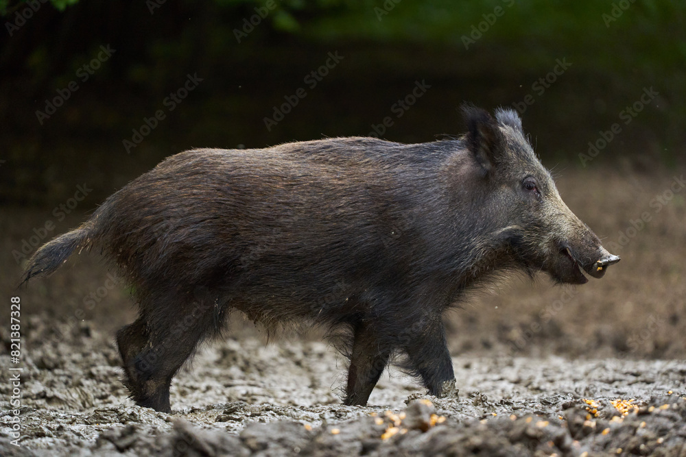Juvenile wild hog in the forest Juvenile wild hog in the forest