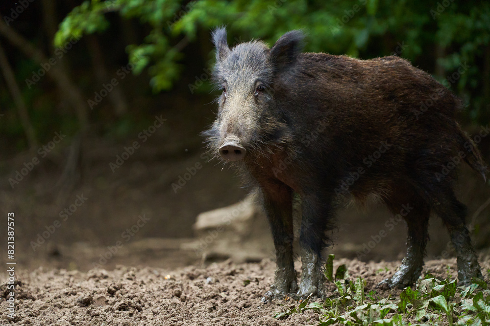 Juvenile wild hog in the forest Juvenile wild hog in the forest