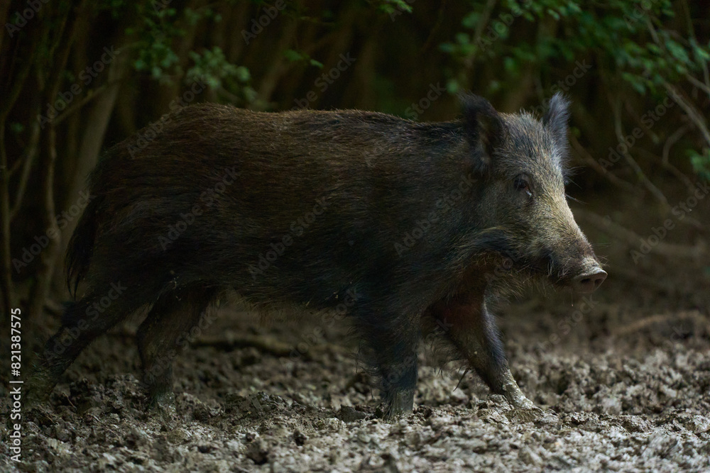 Juvenile wild hog in the forest Juvenile wild hog in the forest