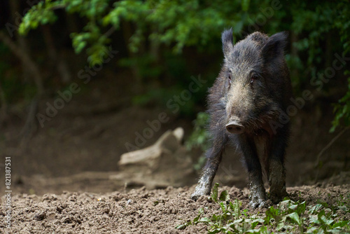 Juvenile wild hog in the forest