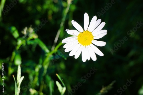 Gänseblümchen auf Wiese im Garten bei Sonne am Abend im Sommer