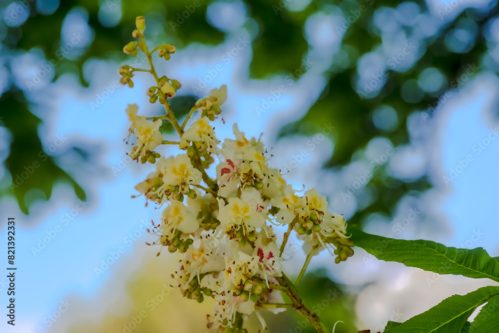 Kwiatostan kasztanowca (Aesculus L.) w pełnym rozkwicie. Kwiaty kasztanowca kwitnące w mieście pod koniec kwietnia.