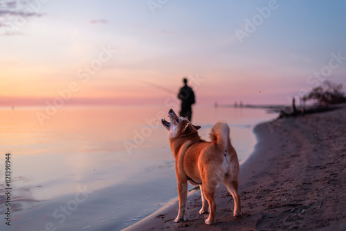 A red Shiba inu dog is catching mosquitos on the sea shore during the sunset.