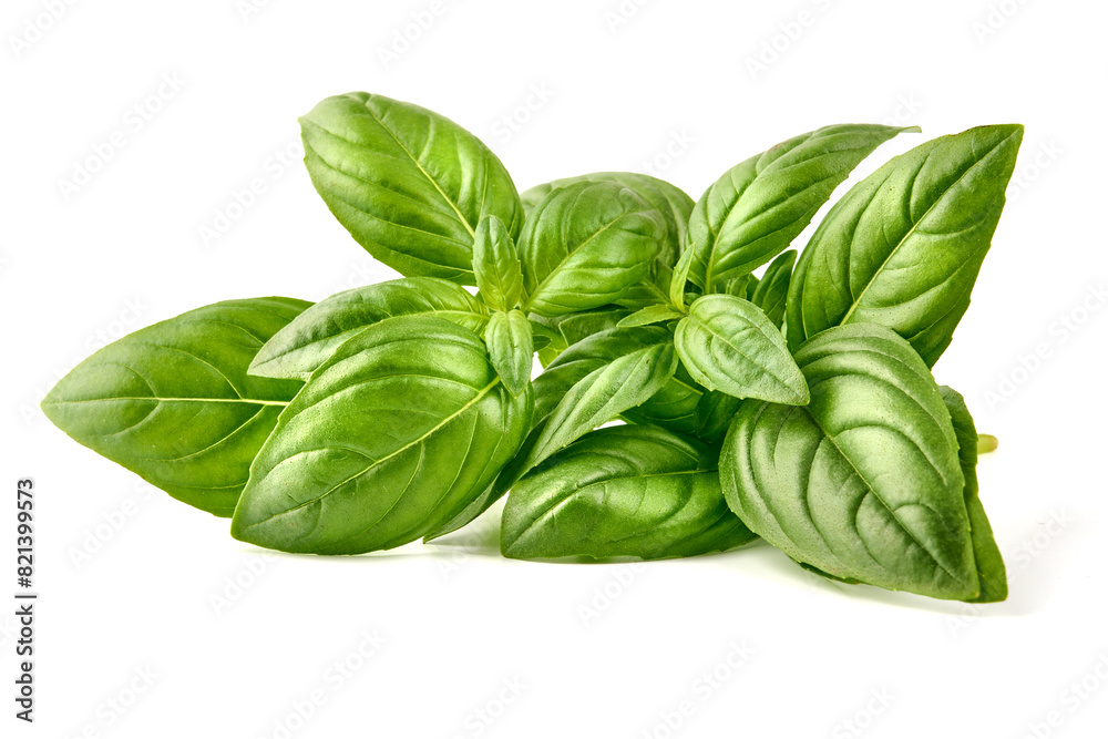 Fresh green Basil leaves, isolated on white background Fresh green Basil leaves, isolated on white background