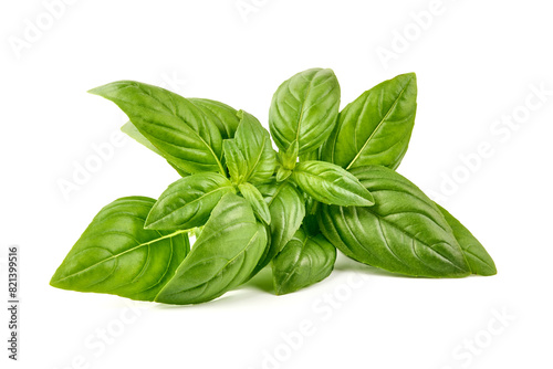 Sweet basil herb leaves, close-up, isolated on white background. Fresh Genovese basil
