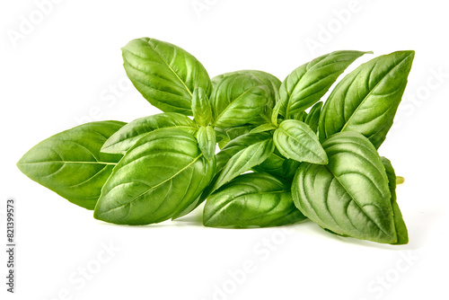 Fresh green Basil leaves, isolated on white background