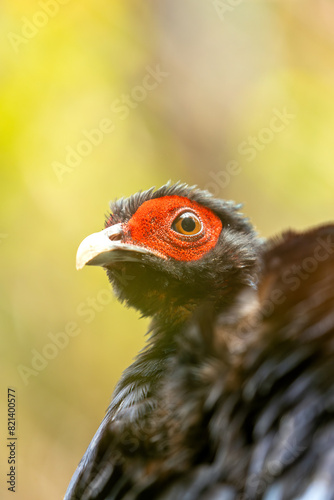 Kalij Pheasant (Lophura leucomelanos) - Commonly Found in the Himalayas