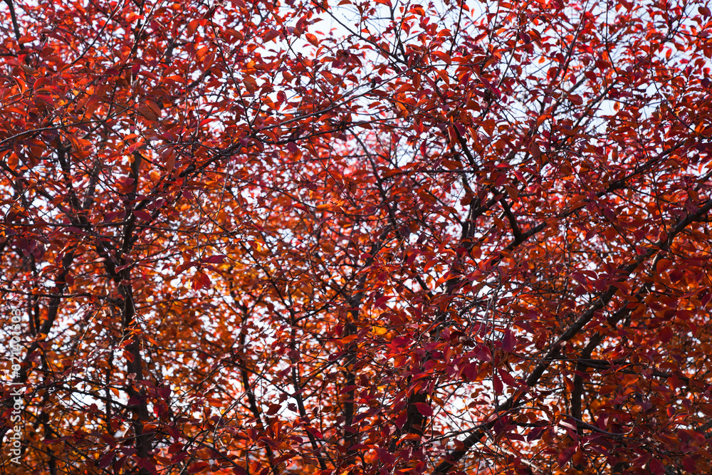 A tree with red leaves is the main focus of the image. The leaves are scattered all over the tree, creating a beautiful and vibrant scene