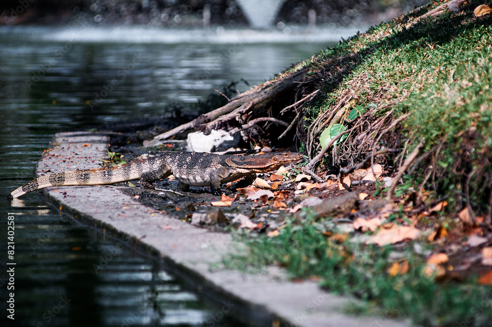 Fototapeta premium The Asian water monitor (Varanus salvator) is a large varanid lizard native to South and Southeast Asia.
