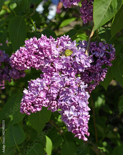 Syringa vulgaris, species of flowering plant in olive family Oleaceae, Hopefulness cultivar