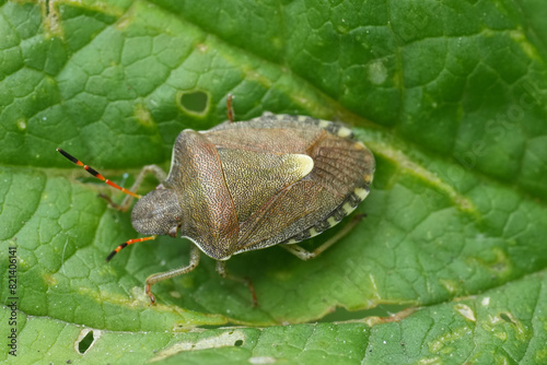 Closeup on an adult vernal shieldbug, Peribalus strictus vernalis sitting on a green leaf photo