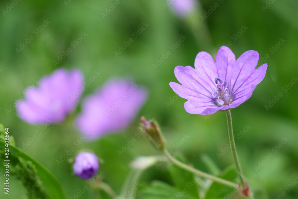 Soft closeup on a light purple flower of the hedgerow cranesbill, Geranium pyrenaicum Soft closeup on a light purple flower of the hedgerow cranesbill, Geranium pyrenaicum