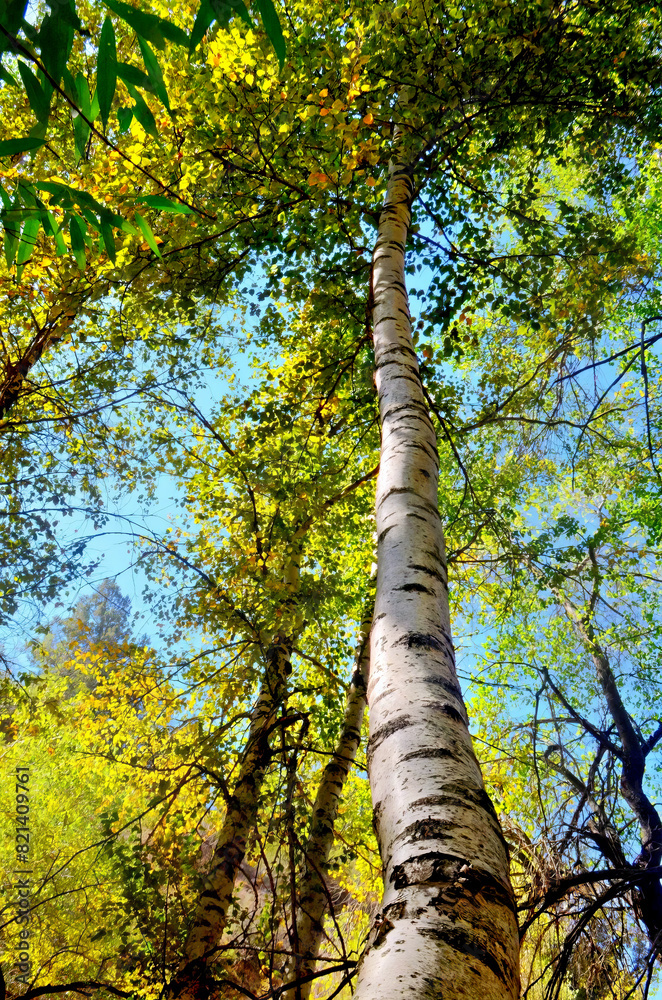 Fototapeta premium Birch tree going up against the blue sky.