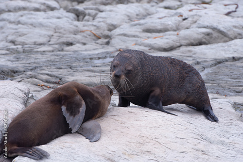 Seal on rock