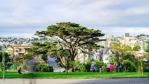 Alamo Park, San Francisco, Timelapse of Crowds in front of a Monterey Cypress Tree