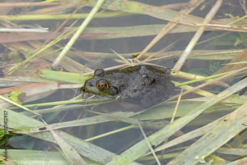 Closeup on a North American bullfrog, Rana or Lithobates catesbeianus, an invasive pest species sitting in the water photo