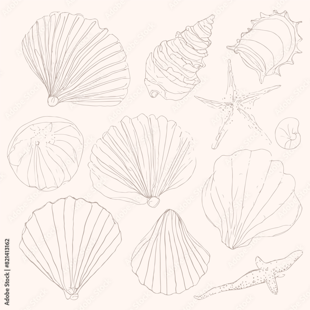 set of sea shells rough sketch summer time illustration