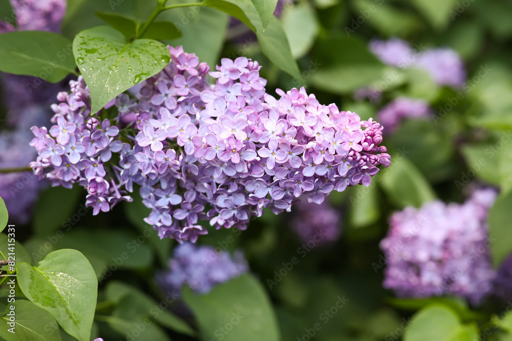 Blooming violet lilac tree on beautiful spring day Blooming violet lilac tree on beautiful spring day