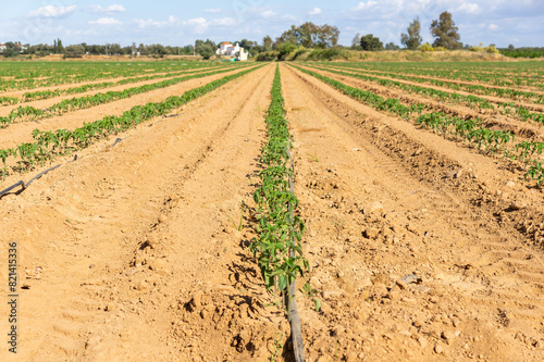 Agricultural Perspective from Afar: Tomato Field with Drip Irrigation.