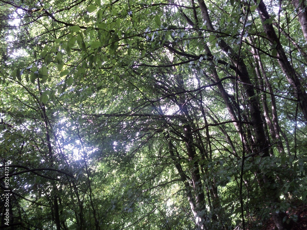 Obraz premium Some trees in the forest