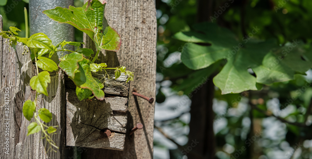 Obraz premium Close-up of an old fence in front of a garden with fig trees, poster concept for caring for nature and gardening in the old town