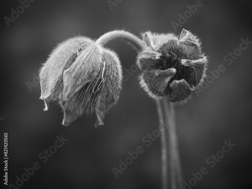 Black and white of two pasque flowers. photo